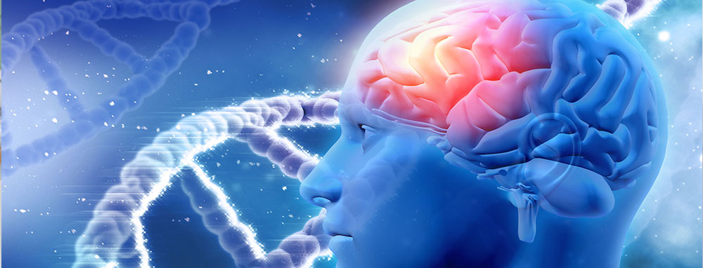 dna and the human brain